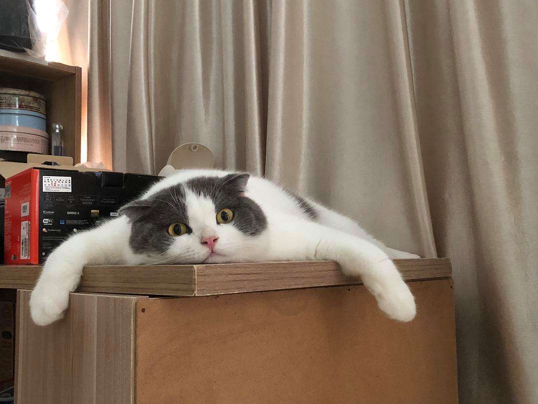 養(yǎng)貓能治??？貓貓?jiān)瓉磉€可以這么用！